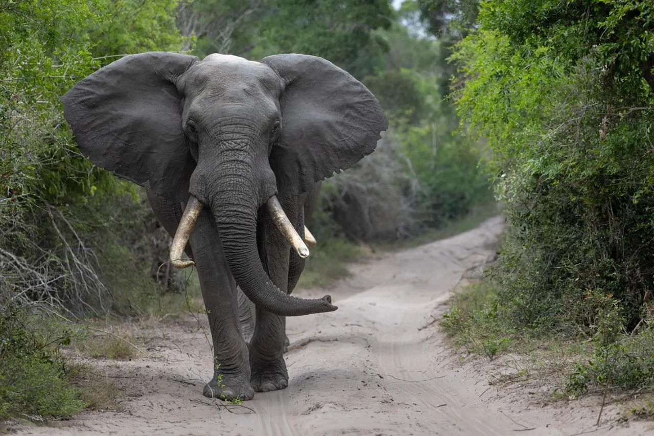 African elephant on the savanna